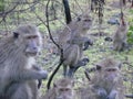 Monkeys in Baluran